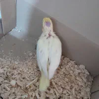 جوجه عروس هلندی|پرنده|شاهینشهر, طالقانی|دیوار