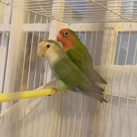 کوتوله بشرط تخم|پرنده|تایباد, |دیوار