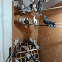 تهرانی پرشی