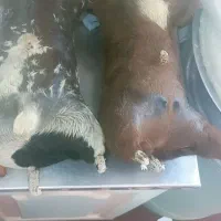 هیزه|حیوانات مزرعه|اندیمشک, |دیوار