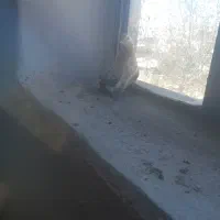 5 عدد کبوتر پرشی ساعت بالا|پرنده|بوکان, |دیوار