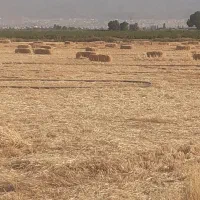 گلش جو آبی