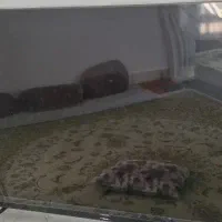 تلویزیون اکسی ویژن ۵۵ اینچ