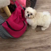 سگ شیتسو سوپر فلت