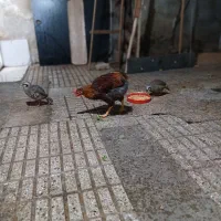 خروس محلی|حیوانات مزرعه|پاکدشت, پاکدشت (مامازند)|دیوار