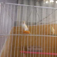 قناری جفت زیبا