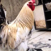 خروس|حیوانات مزرعه|نسیم‌شهر, |دیوار