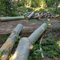 خریدهمه نوع چوب|خدمات باغبانی و درختکاری|چهارباغ, |دیوار