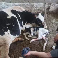 گاو و گوساله ماده|حیوانات مزرعه|دهگلان, |دیوار