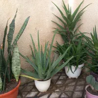 حراج گلهای طبیعی وزیبای خانگی