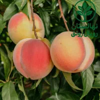 هلو با کیفیت و اصلاحشده|خدمات باغبانی و درختکاری|بروجن, |دیوار