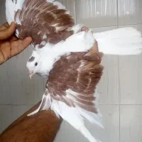 ۸عدد کبوتر رنگی|پرنده|باوی, |دیوار