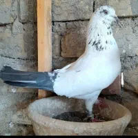 کبوتر اصل نسب دار زحمت کشیده