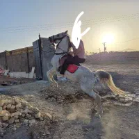 اسب نریان ومادیان