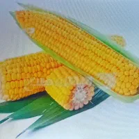 ذرت‌علوفه