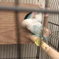 جفت نر و ماده مارال یاسی|پرنده|تهران, عبدل‌آباد|دیوار