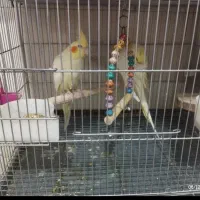 مولد لوتیونو معاوضه باگرینچیک