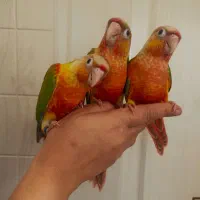 جوجه گرینچیک آناناسی دبل رد سرخ خوشرنگ