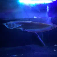 آروانا سیلور گریدA