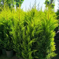 تهیه وتوزیع درختان مثمروغیرمثمر