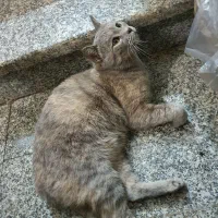 گربه ماده چاقالو و باردار میکس چین چیلا و DSH|گربه|اصفهان, باتون|دیوار