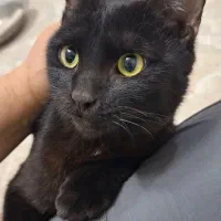 واگذاری گربه