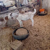 اسباب بازی نربزسانن|حیوانات مزرعه|فردوس (خراسان), |دیوار
