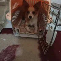 سگ کوچک آپارتمانی|سگ|یزد, |دیوار