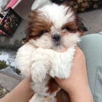 دوعددسگ آپارتمانی شیتزو سوپرفلت