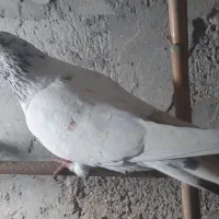 تعدادی کبوتر نر و ماده|پرنده|چالوس, |دیوار