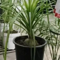 گل ختمی هندی|آرایشی، بهداشتی، درمانی|بروجرد, |دیوار