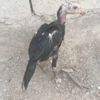 3 عدد جوجه فروشی|حیوانات مزرعه|سراوان, |دیوار