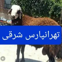 پخش‌‌گوسفند‌زنده کم‌دنبه‌‌بدون‌چربی‌