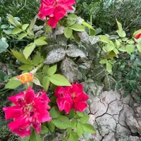 ۳۰۰ متر باغچه داخل بافت سند تک برگ جواز ساخت|فروش زمین و ملک کلنگی|هشتگرد, تهران دشت|دیوار