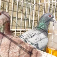 کبوتر ۱۰۰۰ نشسته