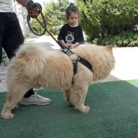 سگ چاو چاو نر|سگ|رشت, پیرسرا|دیوار