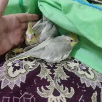 انواع عروس هلندی خاکستری وایت ولوتینو