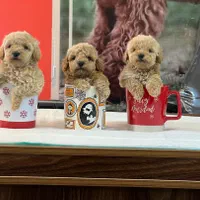 پودل عروسکی اپریکات