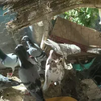 فروش کبوتر  زهک|پرنده|زهک, |دیوار