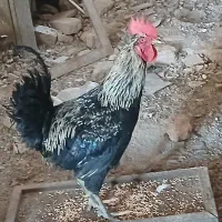 خروس مرغ و کاکلی پاپر|حیوانات مزرعه|پاکدشت, حصار امیر|دیوار