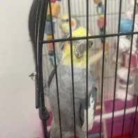 عروس هلندی سخنگو|پرنده|پردیس, فاز ۸|دیوار