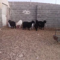 ۵راس بز وچبش|حیوانات مزرعه|سرایان, |دیوار