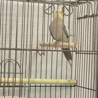 عروس هلندی رام دستی چند کلمه صحبت میکنه|پرنده|ری, علایین|دیوار