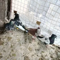 یک جفت سینه ای و دوتا شهری نر