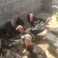 بوغلمون برنزه .جوان وسرحال