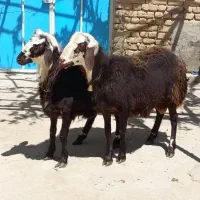 بره قوچ