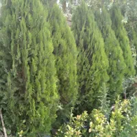 خدمات نوین باغبانی(متین)|خدمات باغبانی و درختکاری|تهران, فلاح|دیوار