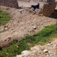 توله لاس|سگ|داران, |دیوار