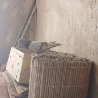 کبوتر|پرنده|بروجن, |دیوار