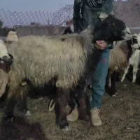 فروش قوچ|حیوانات مزرعه|سده (فارس), |دیوار